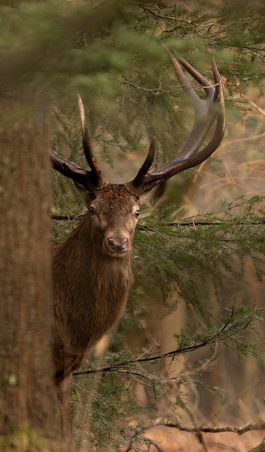 Op pad met Chris Danen, natuurfotograaf